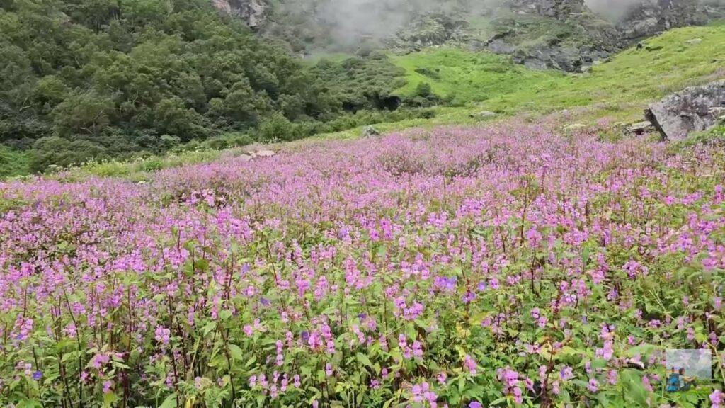 Valley of Flowers Trek