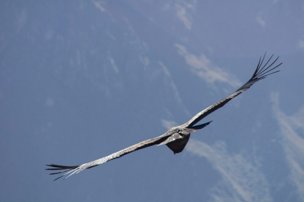 Condors