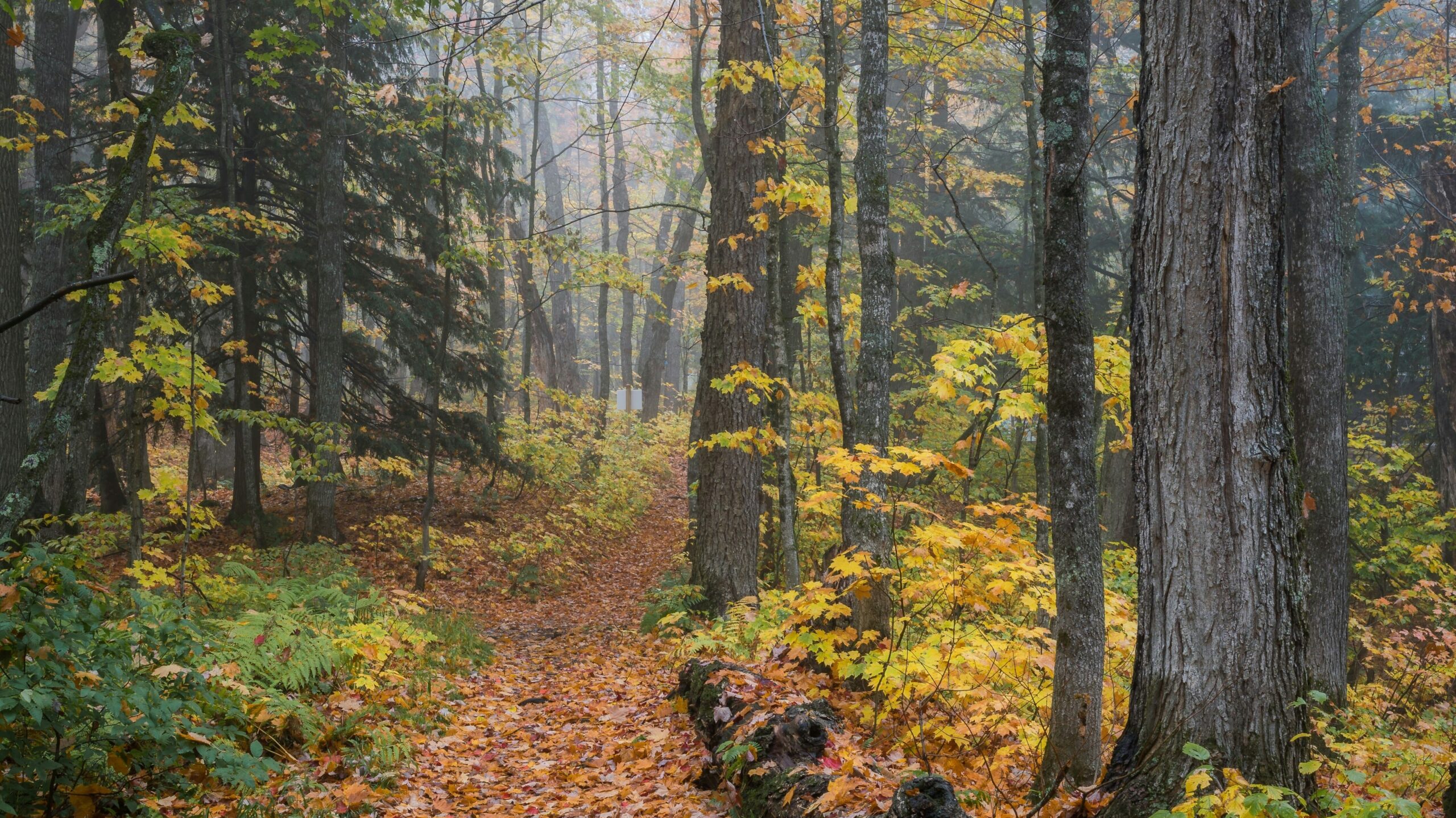  Porcupine Mountains Hiking Trails
