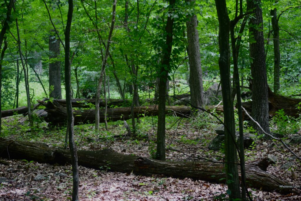 Shenandoah National Park